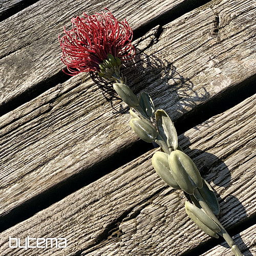 PETITE PROTEA ROUGE SÈCHE