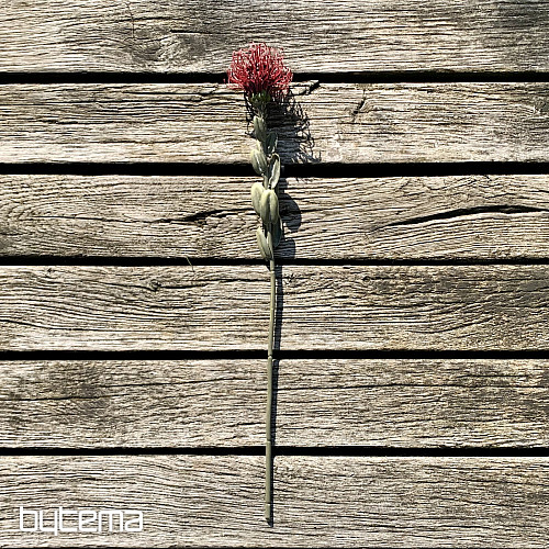PETITE PROTEA ROUGE SÈCHE