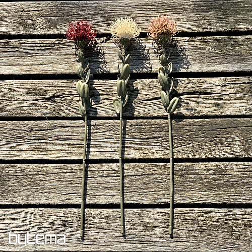 PETITE PROTEA BLANCHE SÈCHE