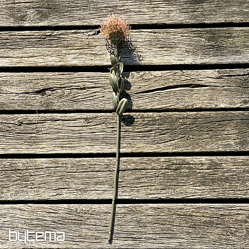 PETITE PROTEA SÈCHE ROSE