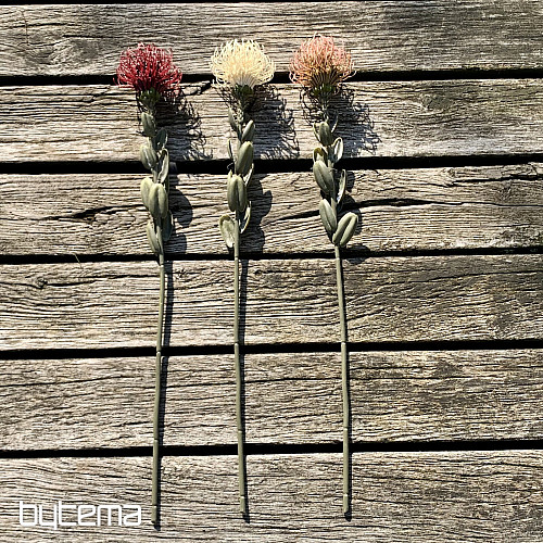 PETITE PROTEA SÈCHE ROSE