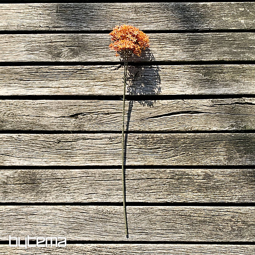 FLEUR DE COURONNE SÈCHE ORANGER