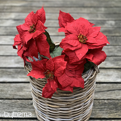 Rose de Noël TRS ROUGE