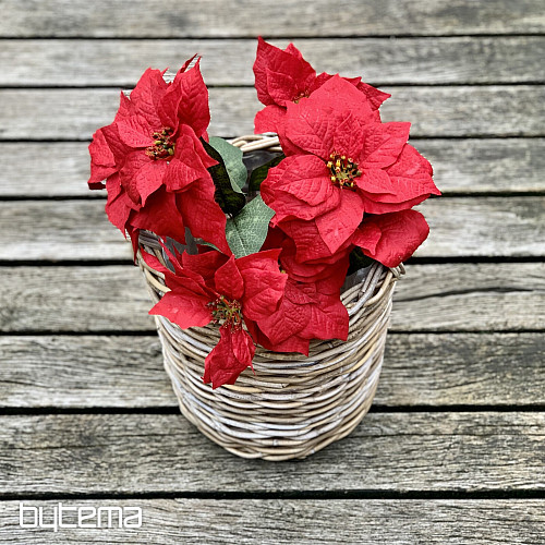 Rose de Noël TRS ROUGE