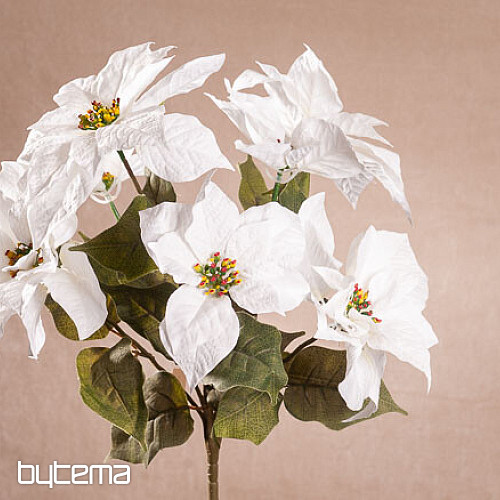 Rose de Noël TRS BLANC