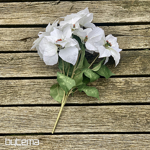 Rose de Noël TRS BLANC