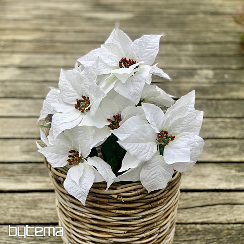 Rose de Noël TRS BLANC