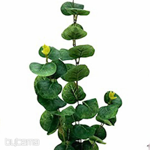 EUCALYPTUS