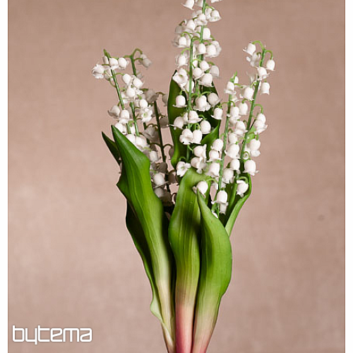 LYS DE LA LONGÉVITÉ