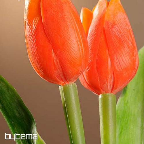 Mélange de couleurs de tulipes