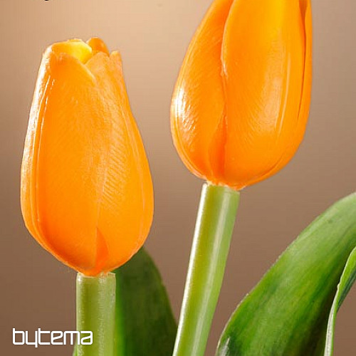 Mélange de couleurs de tulipes