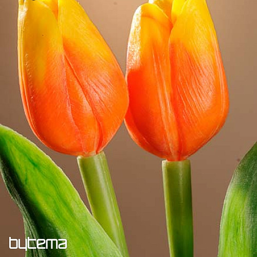 Mélange de couleurs de tulipes