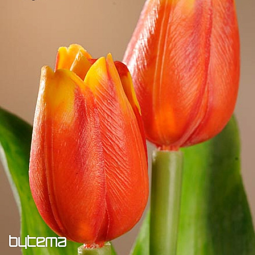 Mélange de couleurs de tulipes