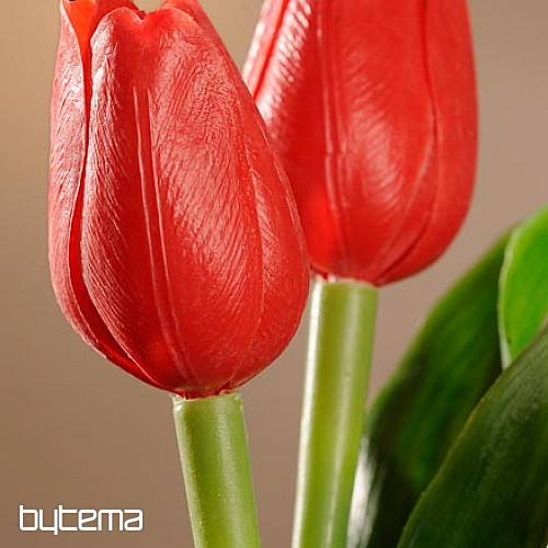 Mélange de couleurs de tulipes