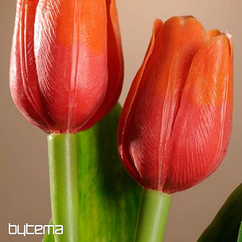 Mélange de couleurs de tulipes