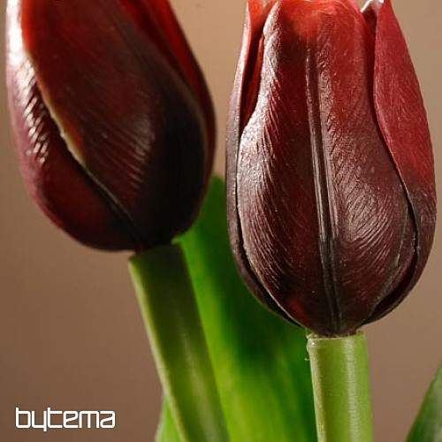 Mélange de couleurs de tulipes