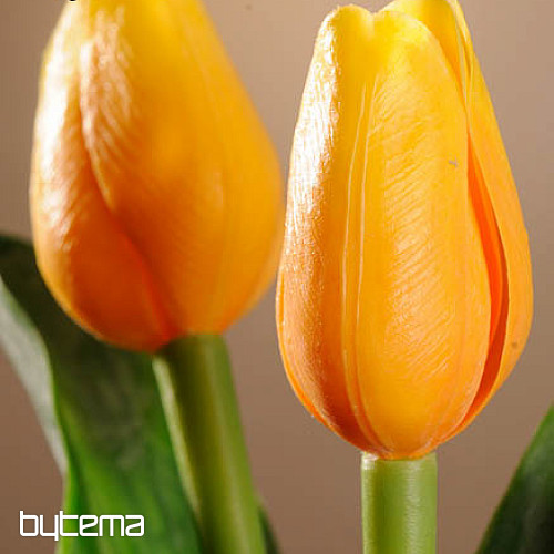 Mélange de couleurs de tulipes