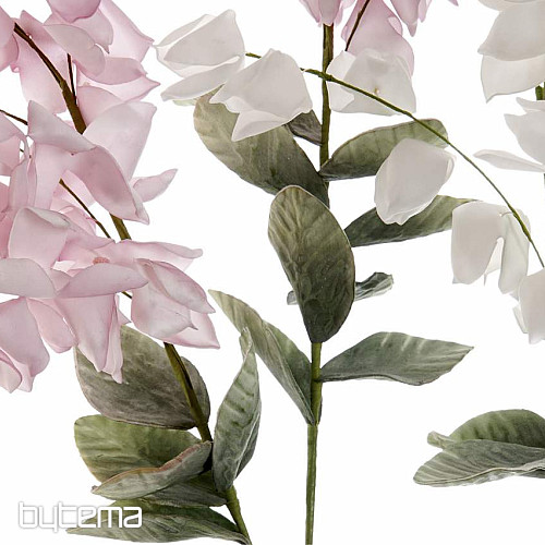 Glycine 126 cm